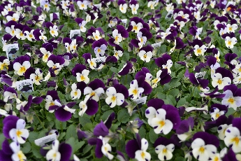 Click to see 25 Coconut Duet.jpg