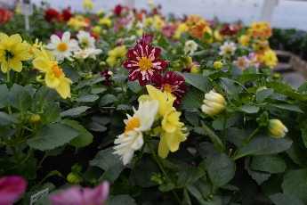 Click to see 27 Fireworks.jpg