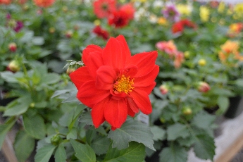 Click to see 28 Fuscia.jpg