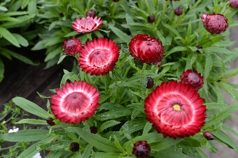 Click to see 29 Exotic.jpg