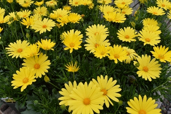 Click to see 30 Yellow.jpg