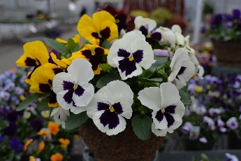 Click to see 32 Big Pansies.jpg