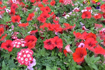 Click to see 34 Scarlet Trumpets.jpg