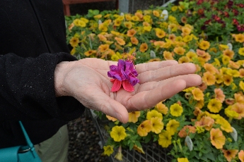 Click to see 37 Handful of Blossom.jpg