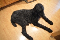 Click to see 10 Official Greeter.jpg