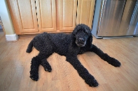 Click to see 39 Official Fareweller.jpg