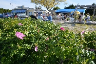 Click to see 29 Bayside Dining.jpg