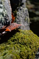 Click to see 11 Delicate.jpg