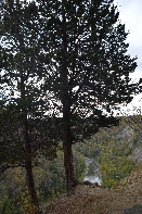 Click to see 56 Clinging.jpg