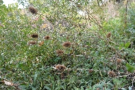 Click to see 84 Marion's Picture.jpg