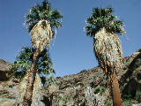 Click to see 021 Murray Canyon 3.JPG
