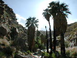 Click to see 022 Murray Canyon 4.JPG