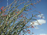 Click to see 082 Ocotillo Blooms 1.JPG