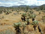 Click to see 083 Ocotillo Blooms 2.JPG