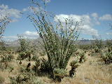 Click to see 084 Ocotillo Blooms 3.JPG