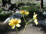Click to see 104 Desert Wildflowers.JPG