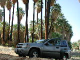 Click to see 106 Bluto In the Palms.JPG