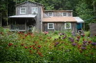 Click to see 002 Bee Balm.jpg