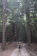 Click to see 134 Tall Trees.jpg