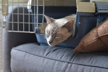 Click to see 04 Asleep....jpg