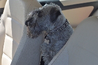 Click to see 05 Official Greeter.jpg