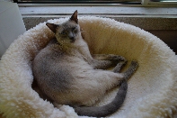 Click to see 09 Sappho Reclines.jpg