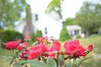 Click to see 39 Michael's Roses.jpg