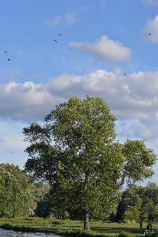 Click to see 05 Ithaca Park.JPG