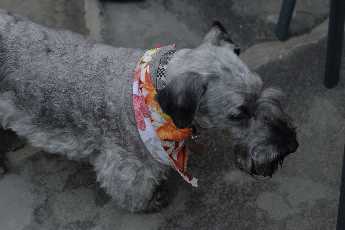 Click to see 15 Hektor.JPG