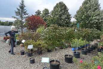 Click to see 49 The Nursery.JPG