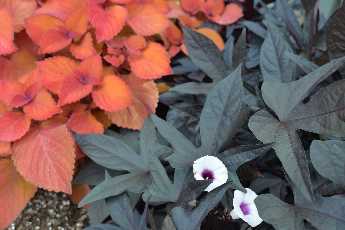 Click to see 50 Color Contrast.JPG