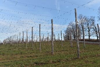 Click to see 21 Hops Posts 01.jpg