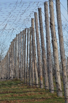 Click to see 22 Hops Posts 02.jpg