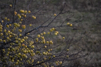 Click to see 24 Bare Apple Tree 02.jpg