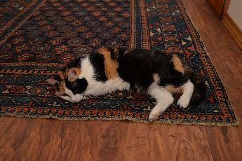 Click to see 34 Happy Cat.jpg