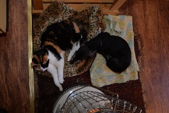 Click to see 47 Happy Pets.jpg