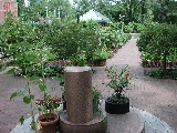 Click to see 02 Swindler Gardens.JPG