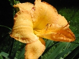 Click to see 23 Botanical Lillies 08.JPG