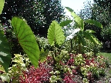 Click to see 25 Botanical Elephant Ears.JPG