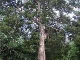 Click to see 28 Botanical Cedar 01.JPG