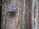 Click to see 29 Botanical Cedar 02.JPG