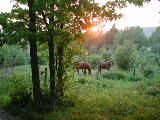 Click to see 01 Horses at Sunset.JPG