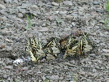 Click to see 31 Swallowtails2.JPG