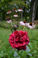 Click to see 04 Bedewed.jpg