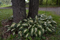 Click to see 05 Happy.jpg