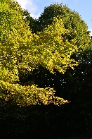 Click to see 11 Vivid.jpg