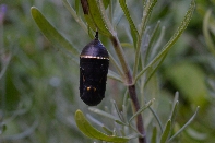Click to see 14 Chrysalis 01.jpg