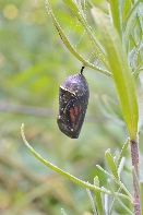 Click to see 15 Chrysalis 02.jpg