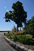 Click to see 002 Brilliant Sun.jpg