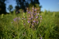 Click to see 006 Delicate.jpg